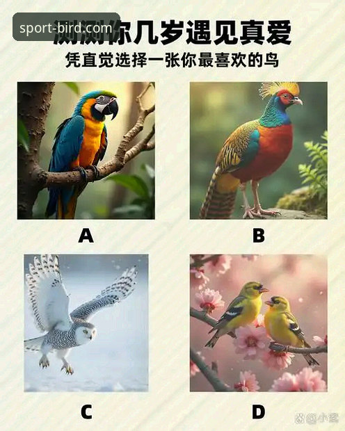 小鸟体育安卓版 vs 网页版：资深用户亲测，哪个才是观赛首选？