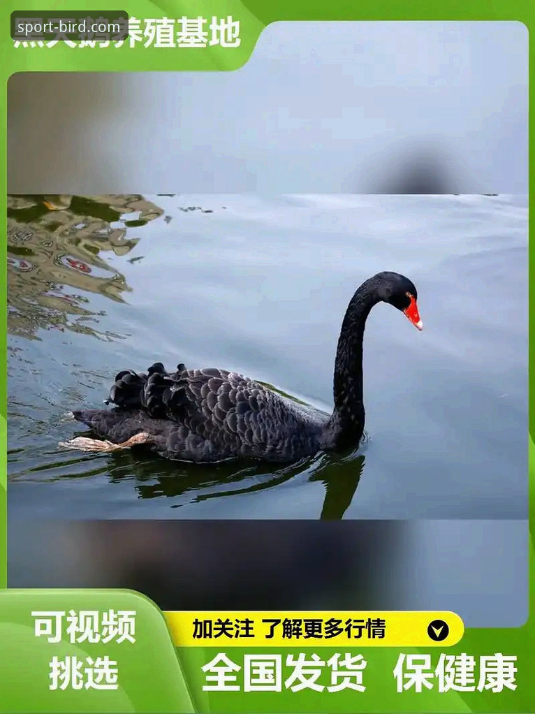 小鸟体育直播App下载手机版 深度揭秘小鸟体育直播App:手机版下载与真实体验全解析