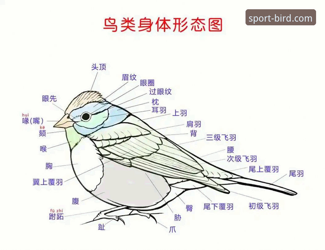 5个关键维度教你判断小鸟体育靠谱吗教程，深度解析平台可靠性